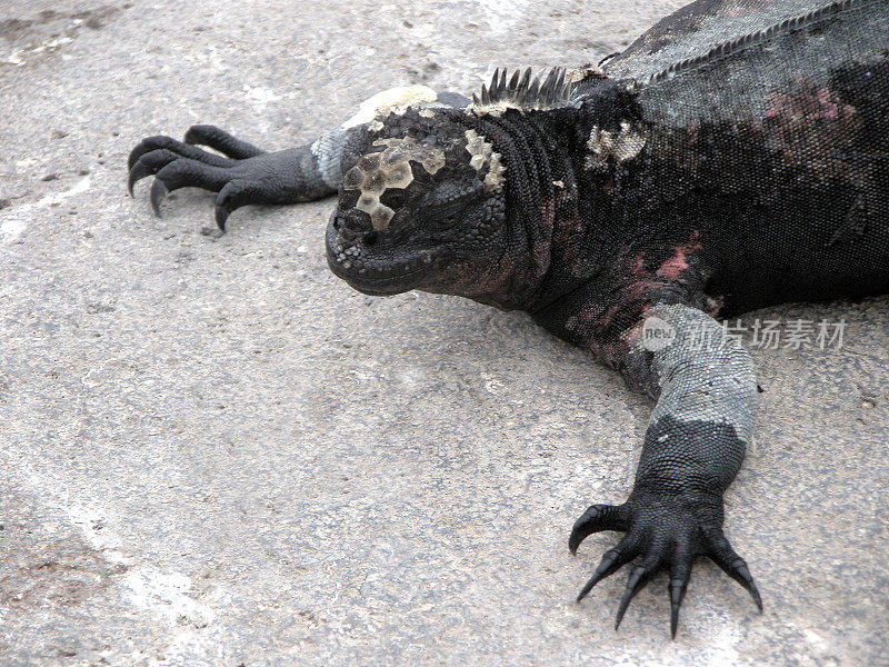 Espanola Marine Iguana